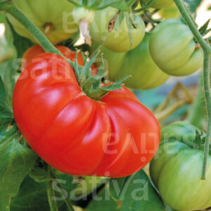 Brandywine (Solanum lycopersicum) - Image 1